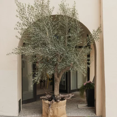 Potted olive tree in front of an arched doorway
