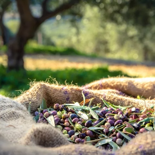 Freshly picked olives on burlap in an olive grove
